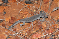 Strophurus intermedius