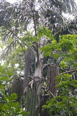Caryota urens