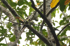 Psittacula eupatria