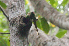 Psittacula eupatria