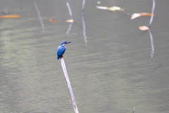 Alcedo atthis