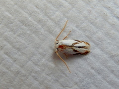 Opostegoides gephyraea