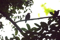Gracula indica