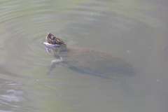 Melanochelys trijuga