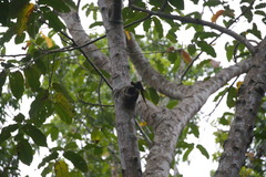 Psittacula eupatria