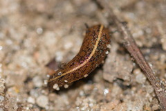 Haemadipsa zeylanica