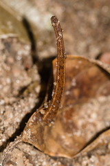Haemadipsa zeylanica
