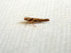 Pyroderces falcatella