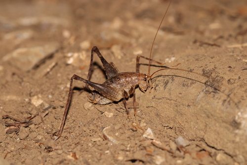 Photo of Common Cave-cricket (Troglophilus cavicola)