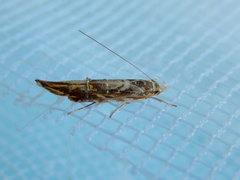 Trachydora chrysodoxa