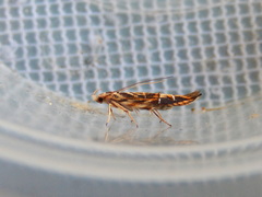 Trachydora chrysodoxa