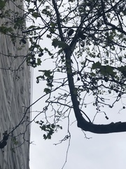 Platanus × hispanica