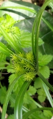 Cyperus cyperoides
