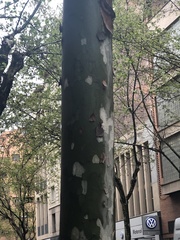 Platanus × hispanica