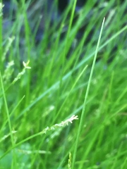 Carex leptalea