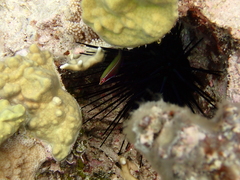 Pseudocheilinus tetrataenia