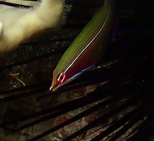 Four-lined Wrasse