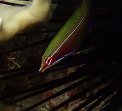 Pseudocheilinus tetrataenia