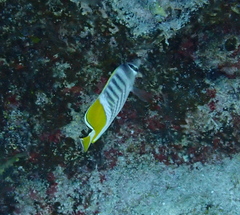 Chaetodon mertensii