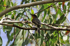 Myiagra rubecula