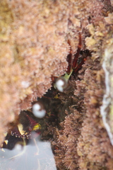 Leptograpsus variegatus