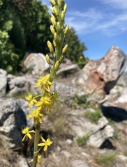 Bulbine alooides