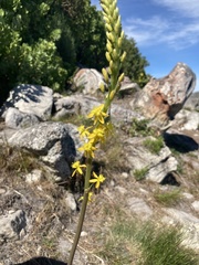 Bulbine alooides