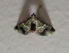 Arescoptera idiotypa