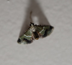 Arescoptera idiotypa