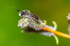 Andrena ventralis
