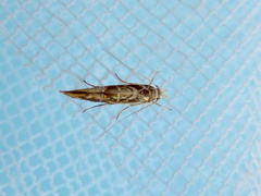 Trachydora chrysodoxa