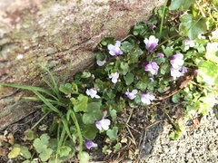 Cymbalaria muralis