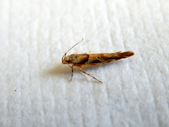 Pyroderces falcatella