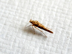 Pyroderces falcatella
