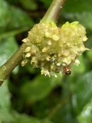 Sabactiopus sauteri