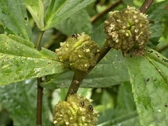 Sabactiopus sauteri
