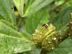 Sabactiopus sauteri