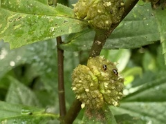 Sabactiopus sauteri