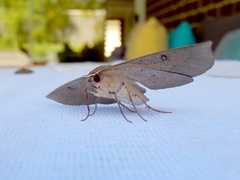 Phallaria ophiusaria