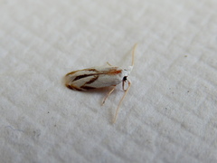 Opostegoides gephyraea