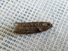 Lepidoscia euryptera
