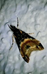 Eudonia chlamydota