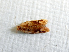Euphona euphona