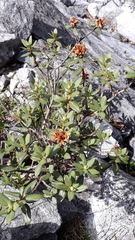 Rhododendron adamsii