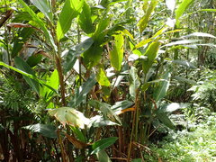 Alpinia tonrokuensis