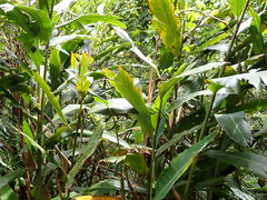 Alpinia tonrokuensis