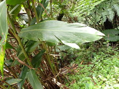 Alpinia tonrokuensis