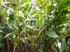 Alpinia tonrokuensis