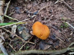 Macrocystidia reducta
