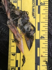 Empidonax difficilis